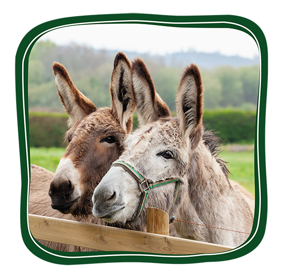 Donkey Button