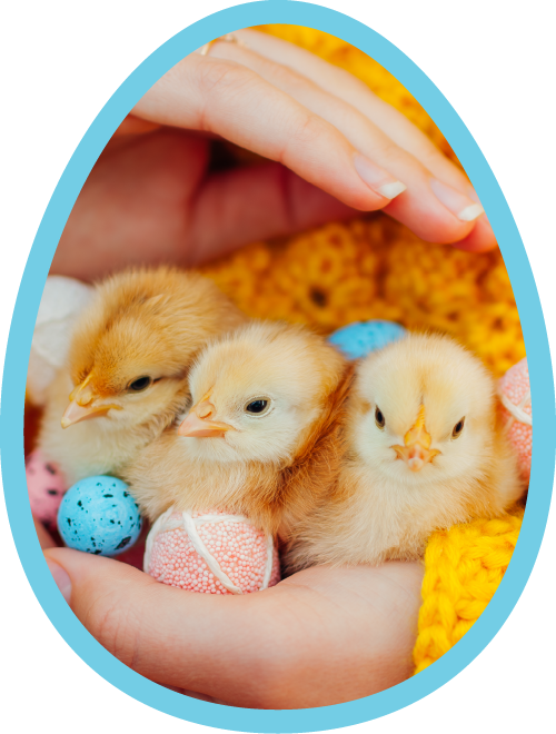 Easter Chicks