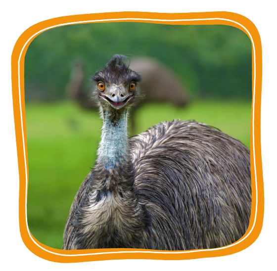 Emu Button