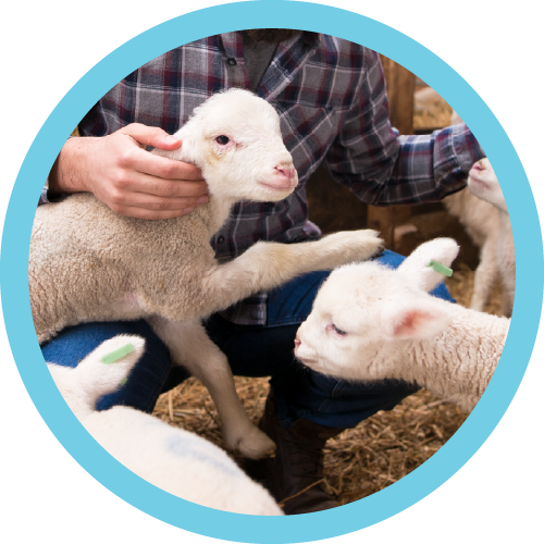 Hands on feeding
