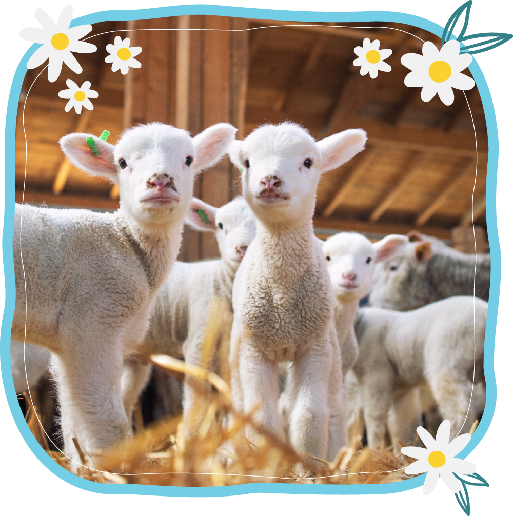 Auchingarrich Lamb Feeding