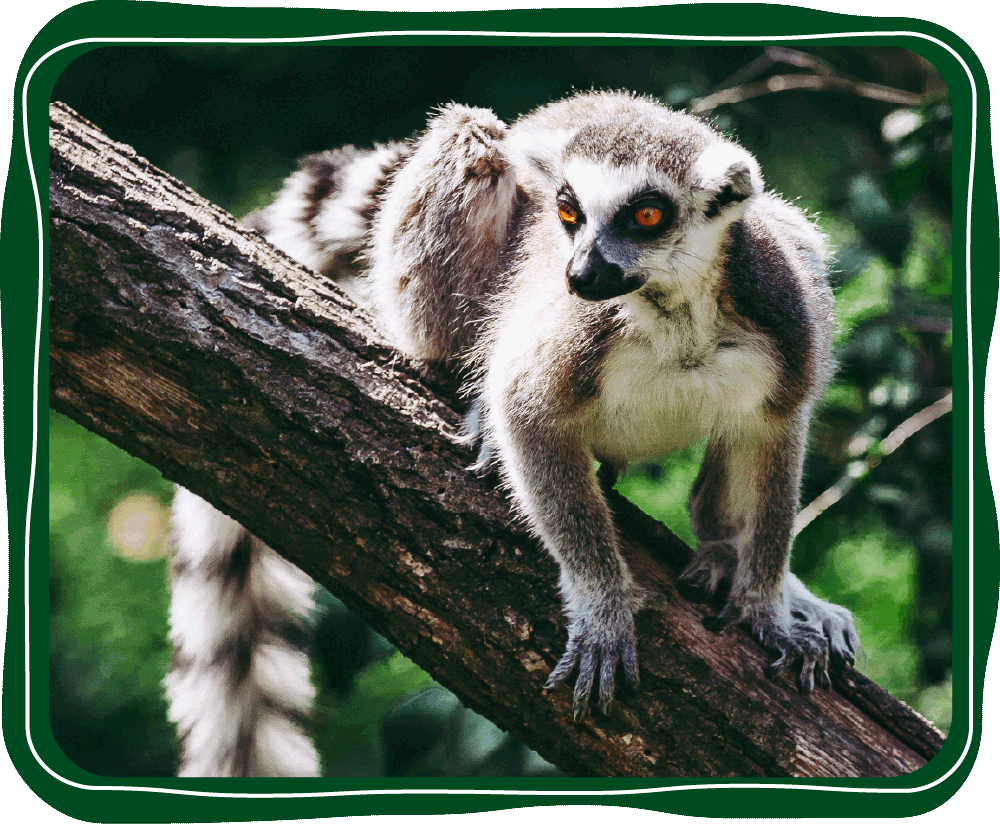 lemur at the zoo and wildlife park