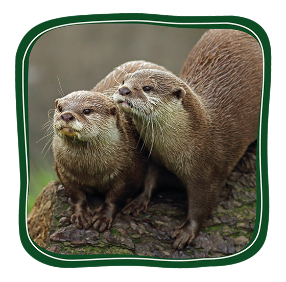 Otter Button