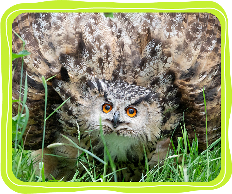 Eagle Owl at the Wildlife Park
