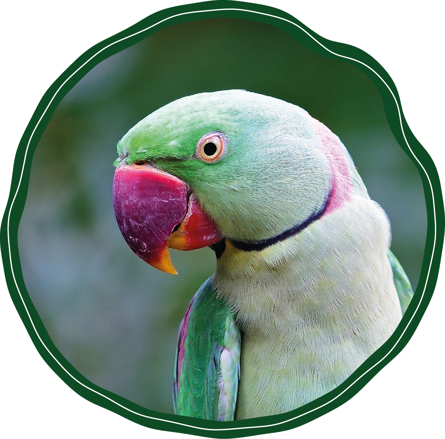 A green parrot with a purple beak is in a green circle