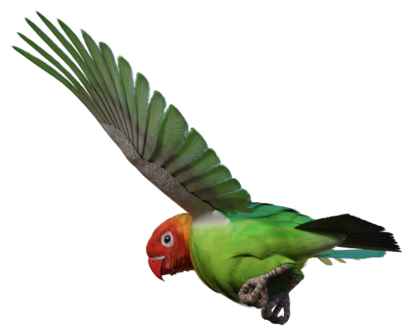 Parrot Flying