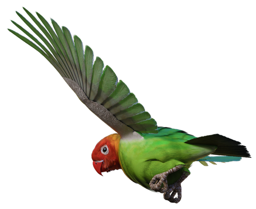 Parrot Flying