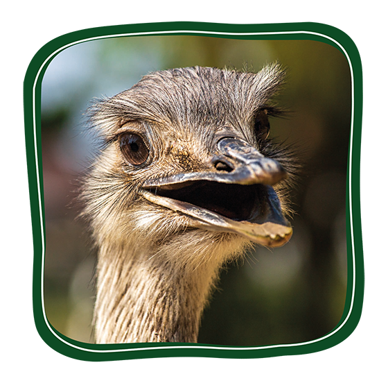 Rhea Button
