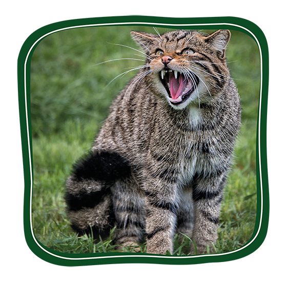 A cat is sitting in the grass with its mouth open.