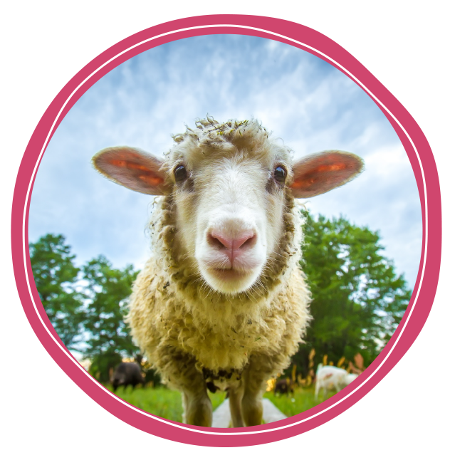 A sheep in a pink circle looking at the camera