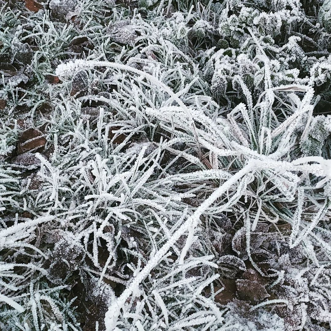 A close up of a plant covered in frost.