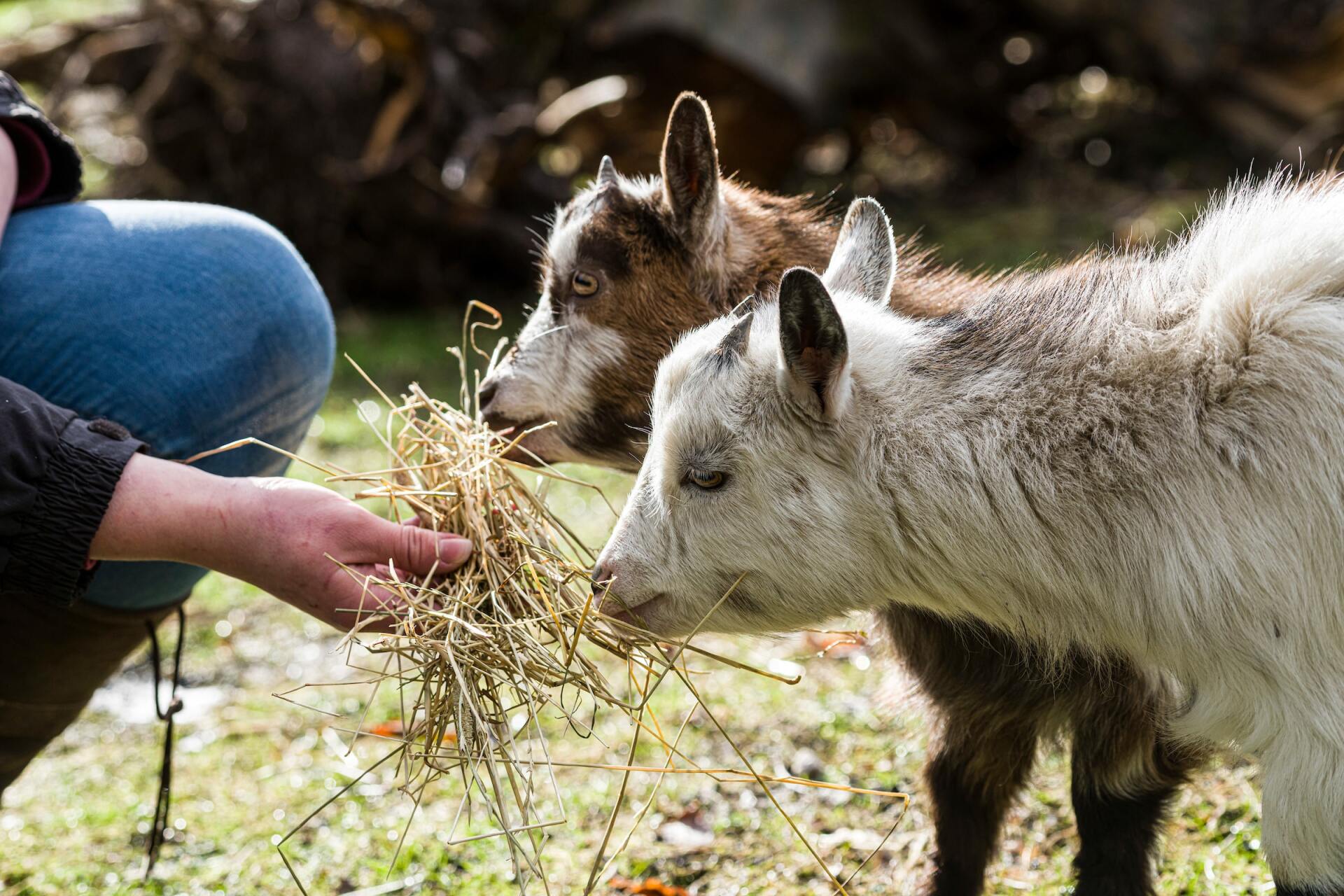 Two goats are eating hay from a person 's hand.