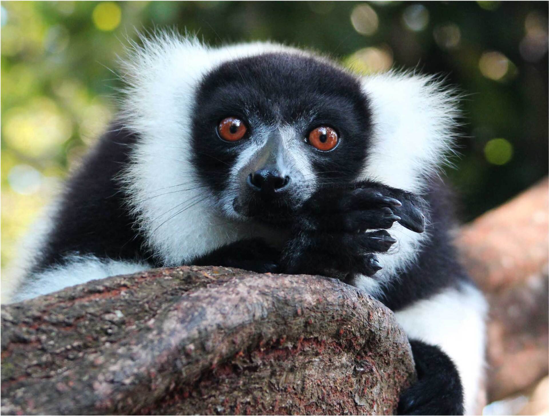 A black and white lemur sitting on a rock