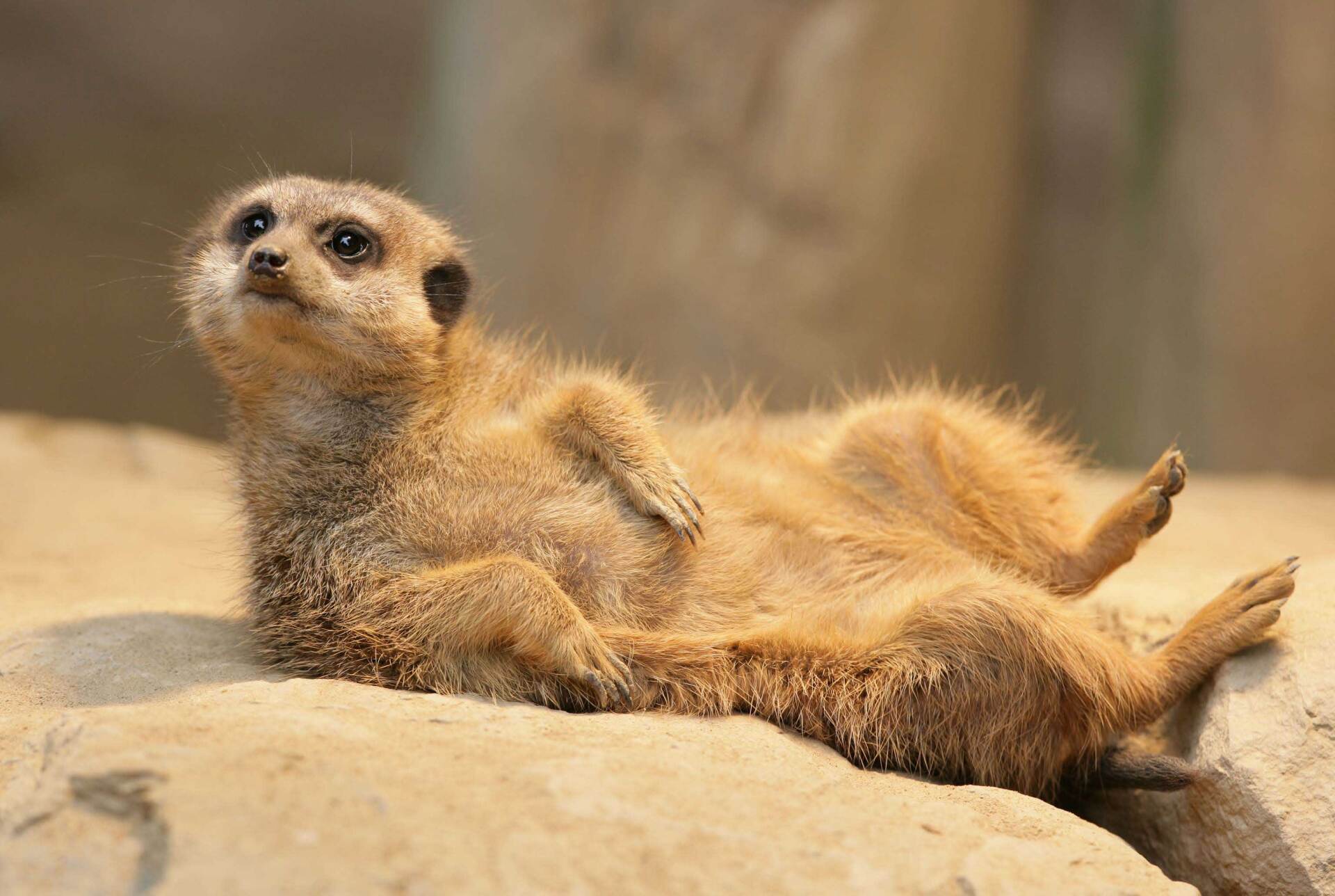 A meerkat is laying on its back on a rock.