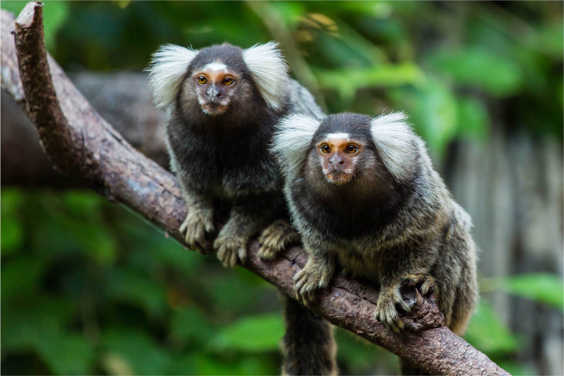 Two small monkeys are sitting on a tree branch.