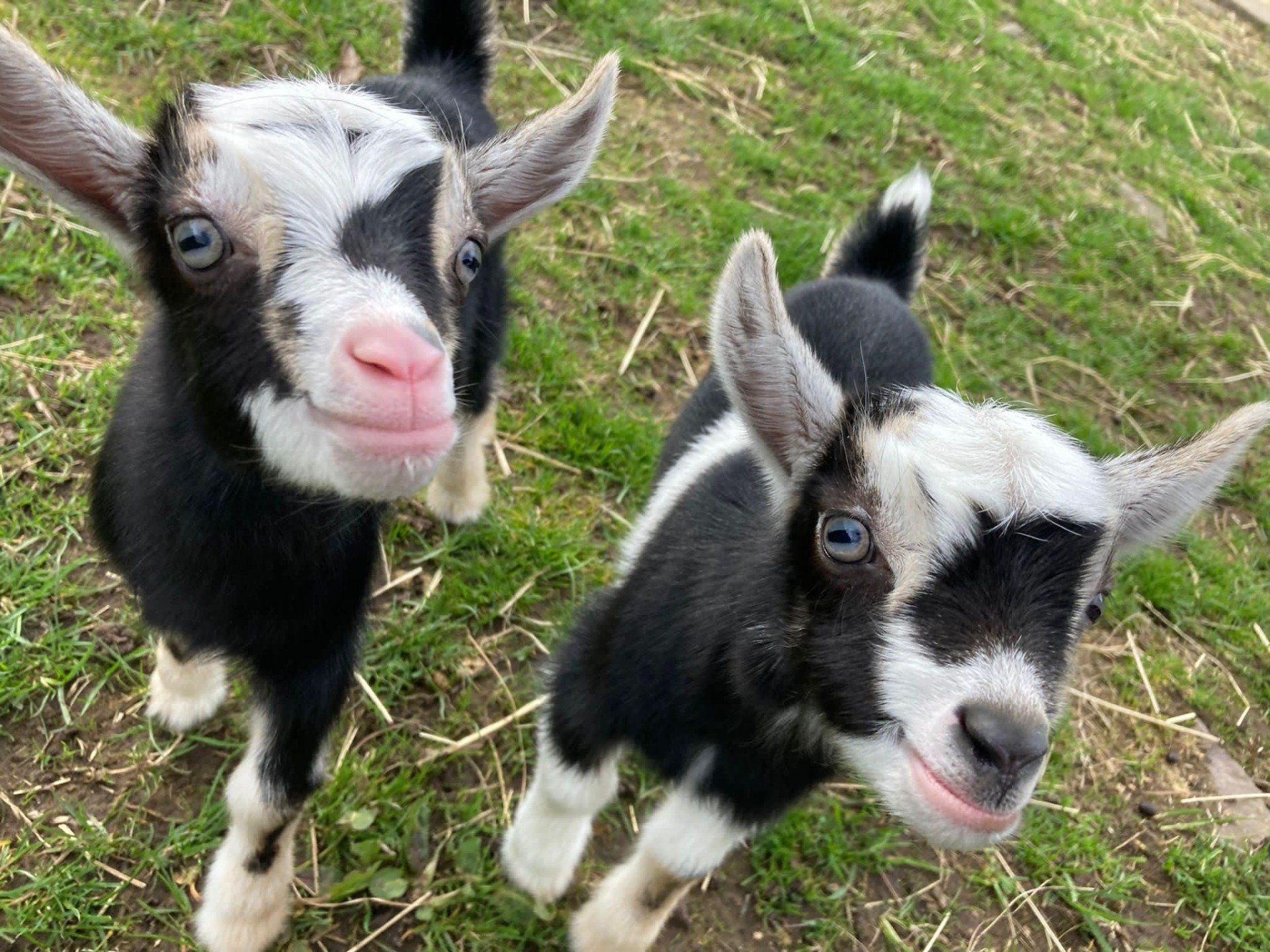 goats at Auchigarrich wildlife park