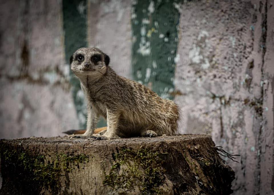 A meerkat is sitting on top of a tree stump.