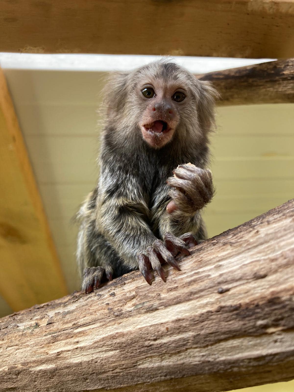 A small monkey is sitting on a tree branch.