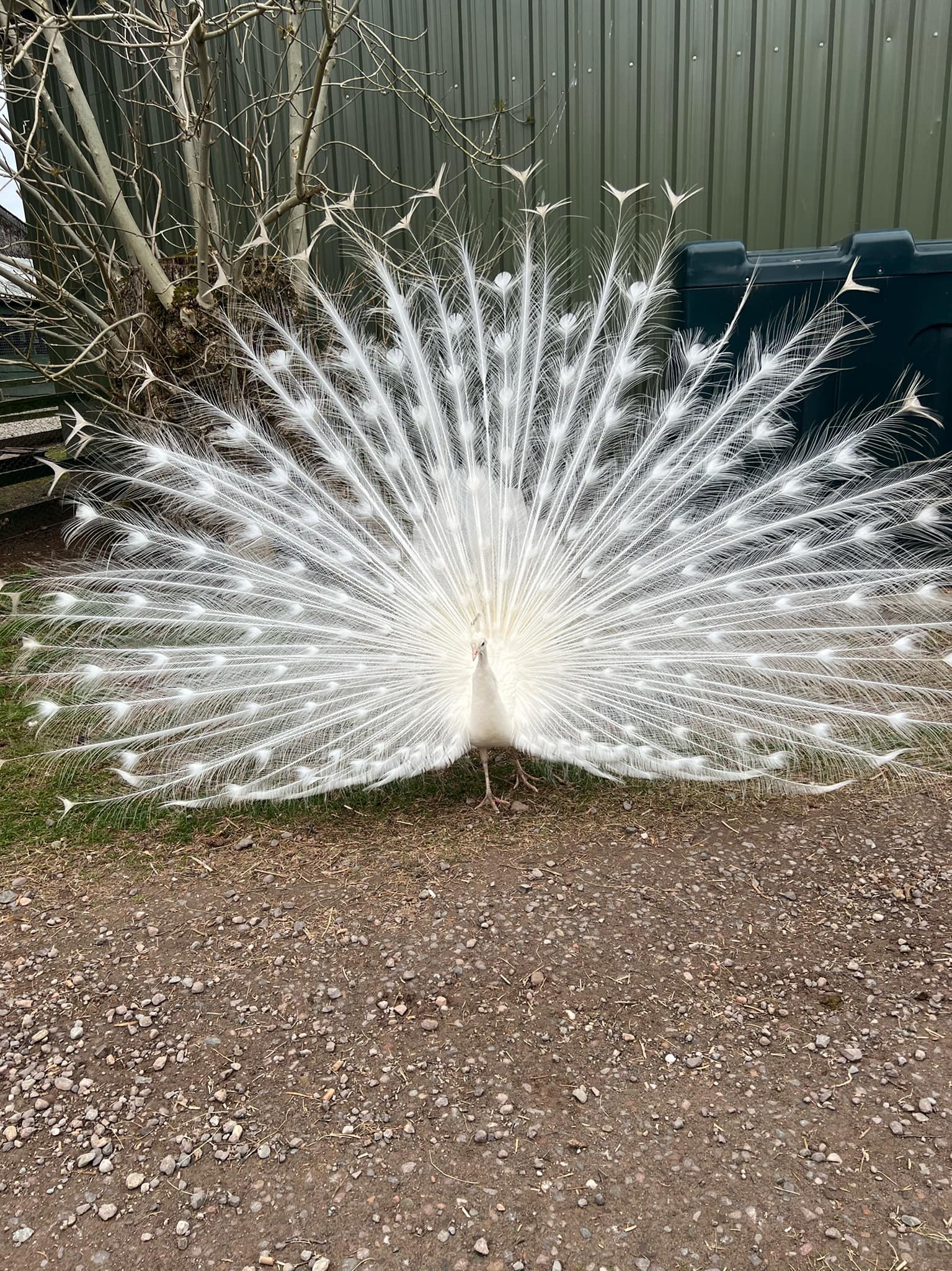 A white peacock is standing on the ground with its tail spread out.