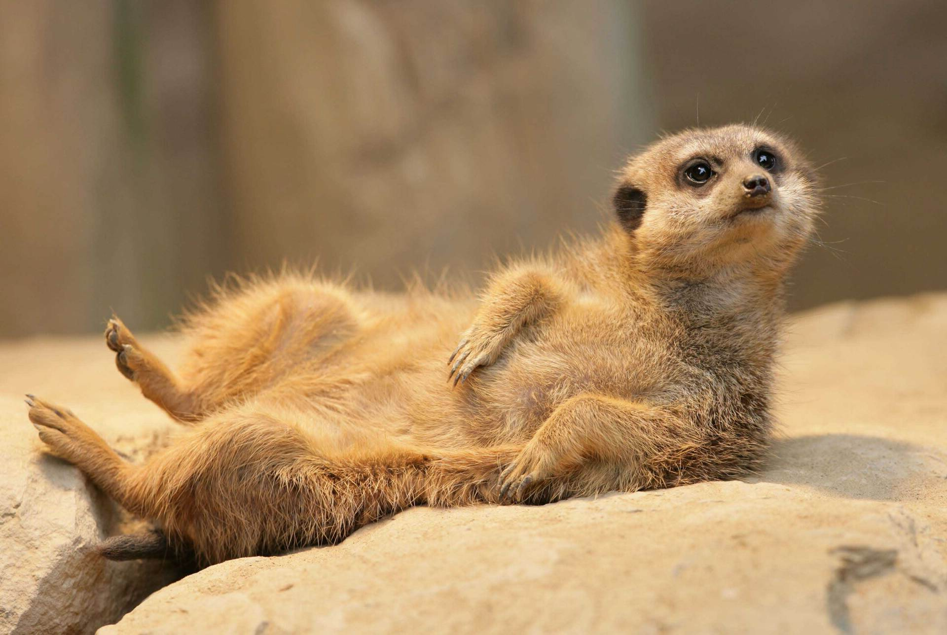 meerkat at Auchigarrich wildlife park