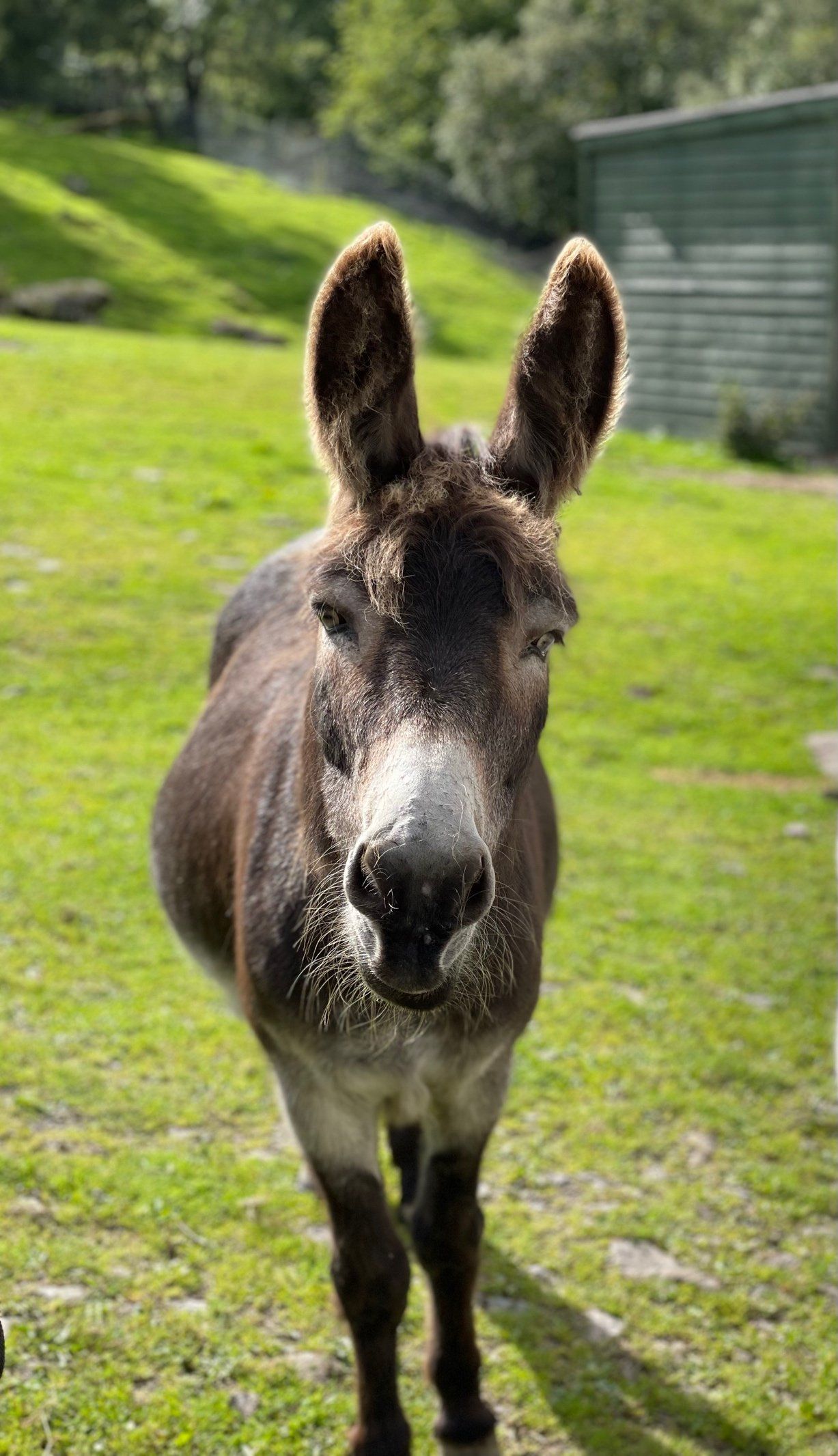 donkey at Auchigarrich wildlife park