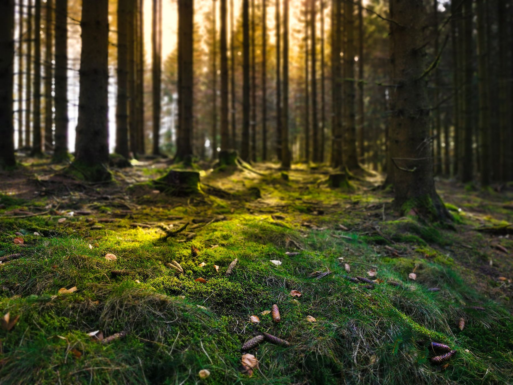 The sun is shining through the trees in the forest.