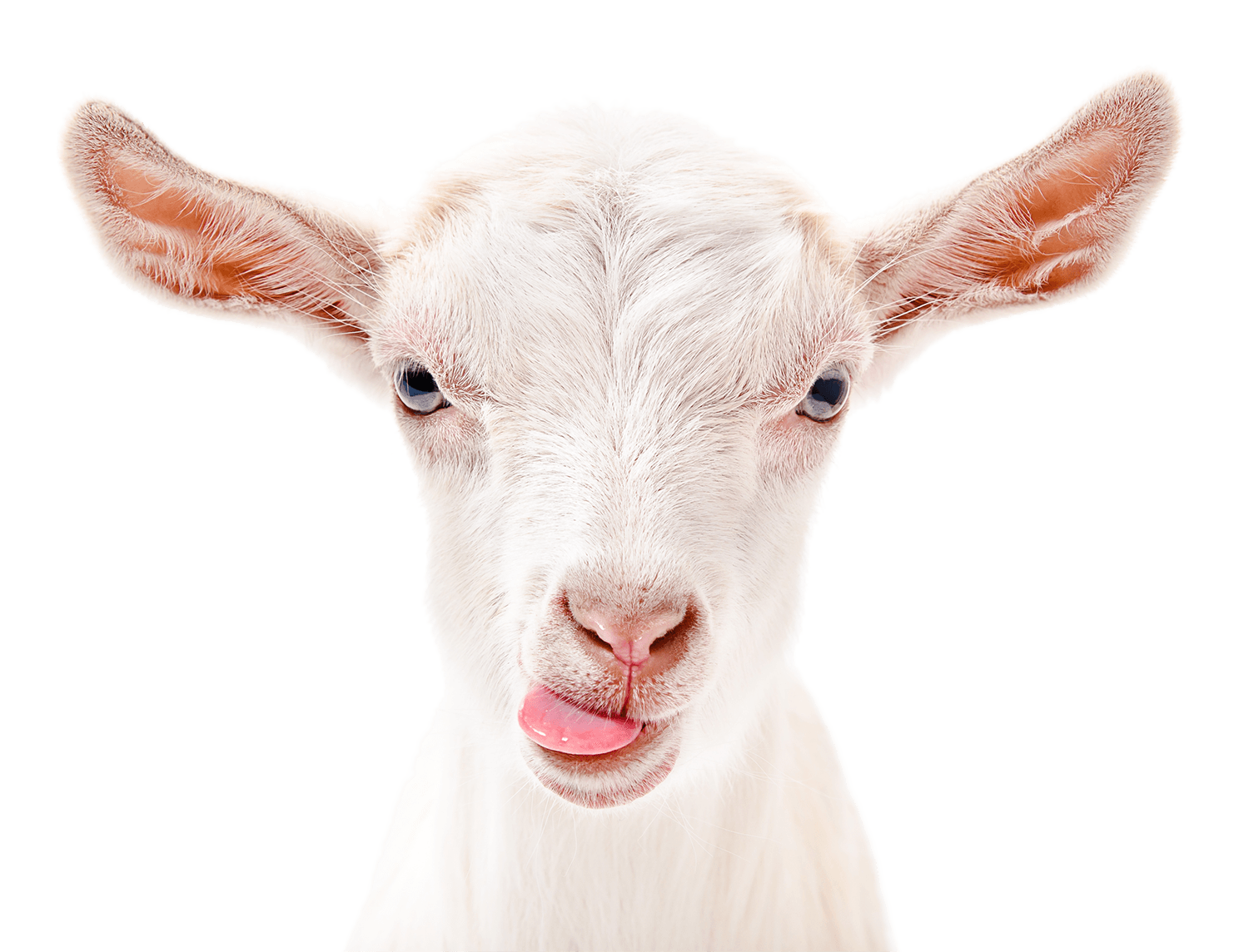 A white goat is sticking its tongue out at the camera.