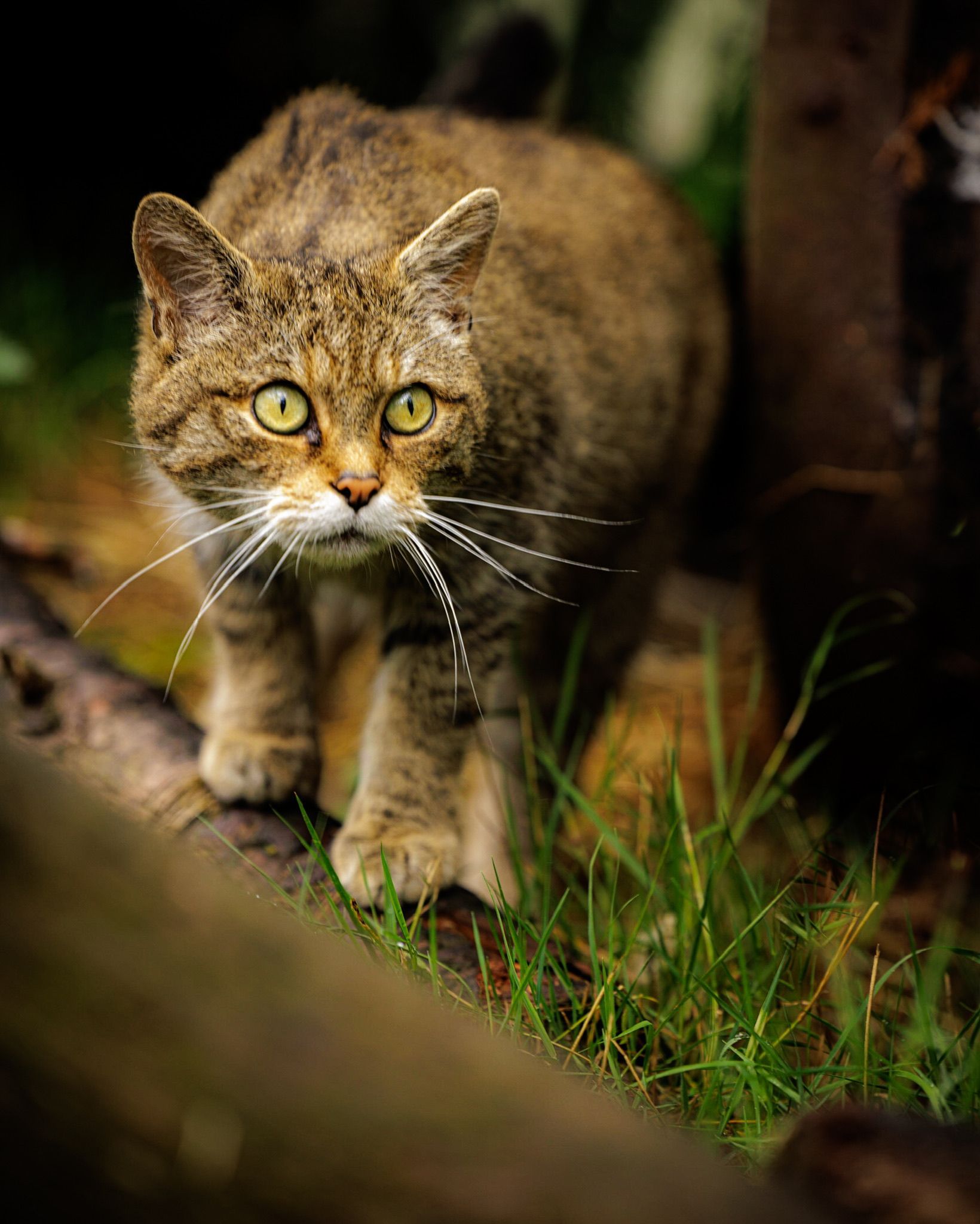 Scottish Wild Cat
