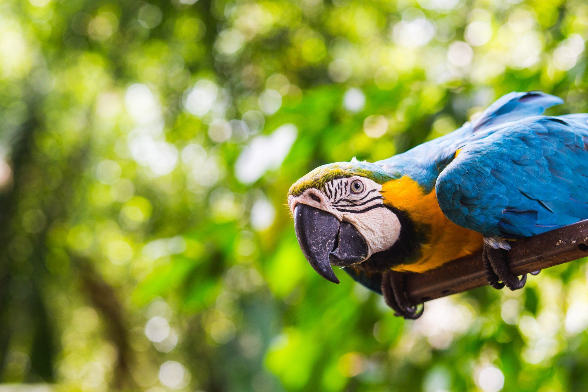 Busy Beaks Parrot