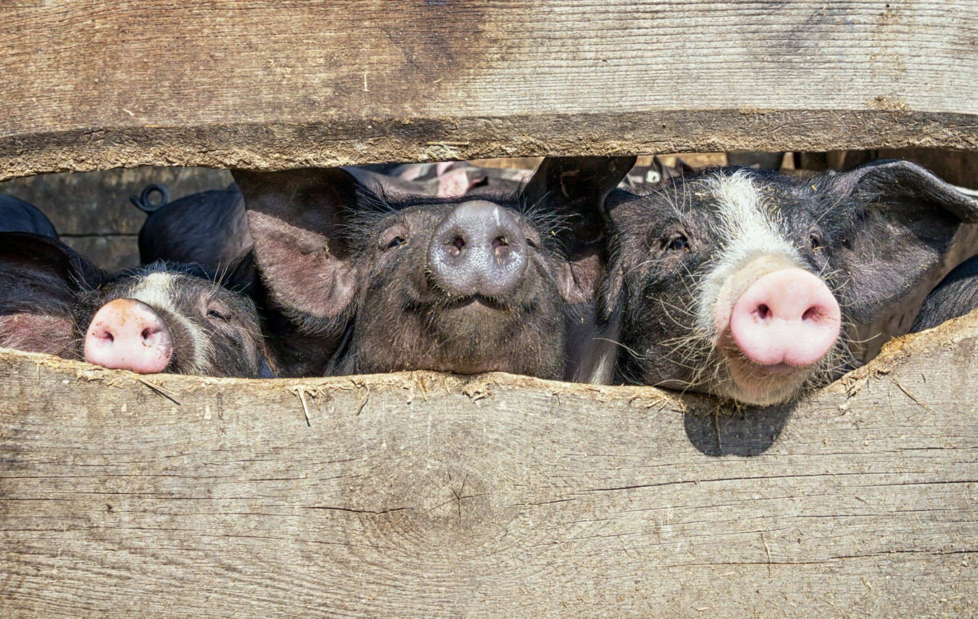 Three pigs are peeking out of a wooden crate.