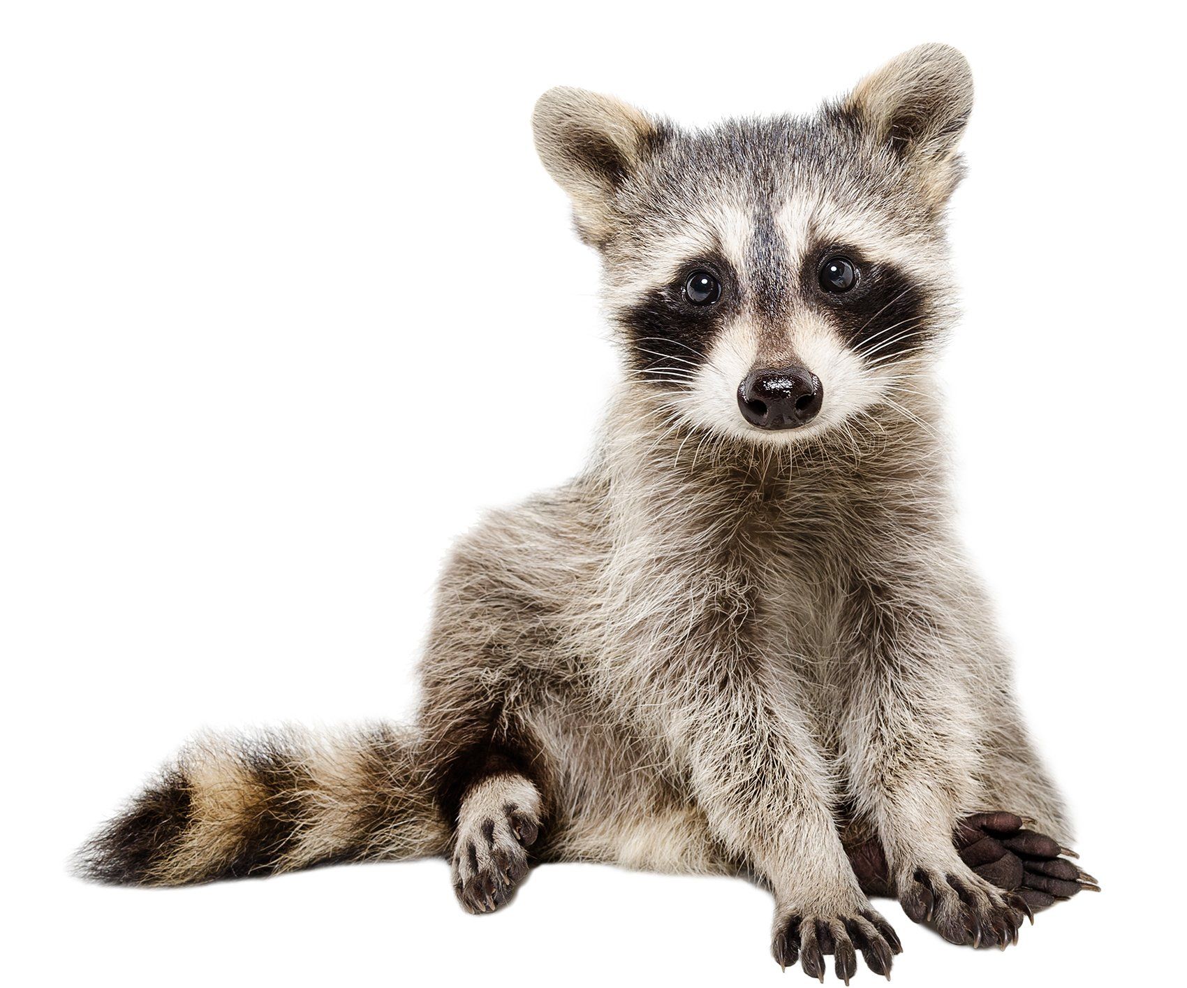 A raccoon is sitting down on a white background and looking at the camera.