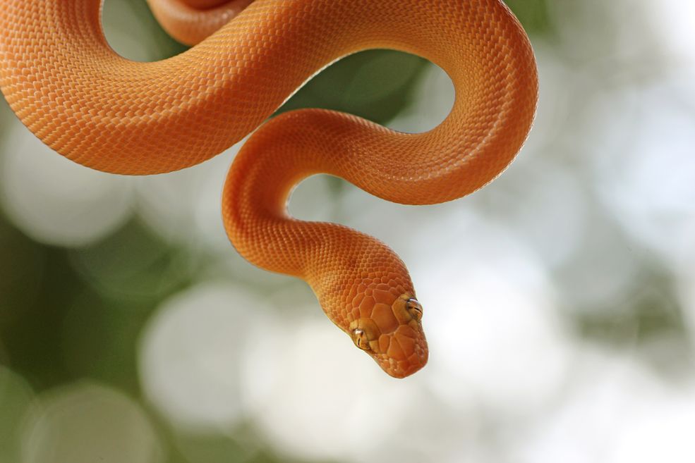 Children's Pythons - FAQs