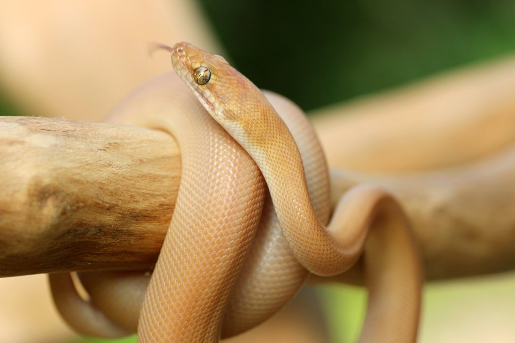 Children's Pythons - FAQs