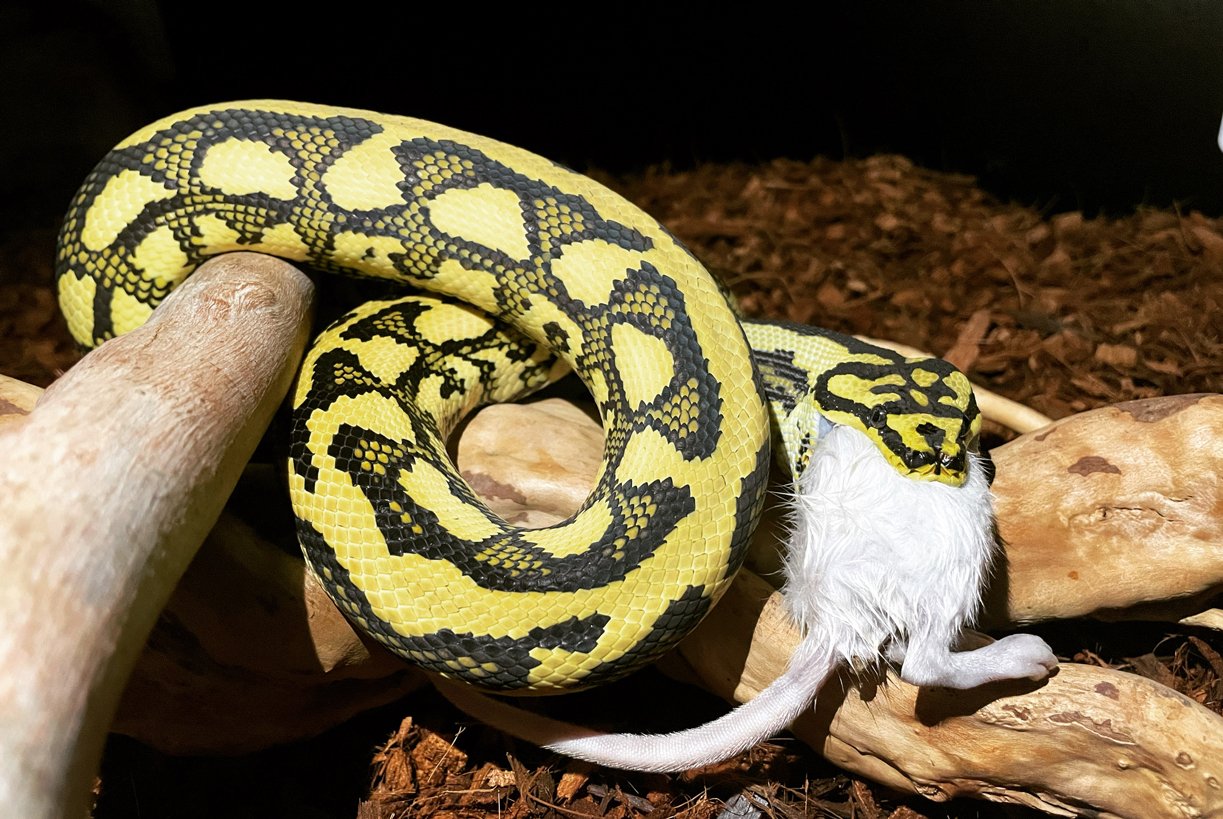 Best Substrate for Pythons What Substrate Should You Use?