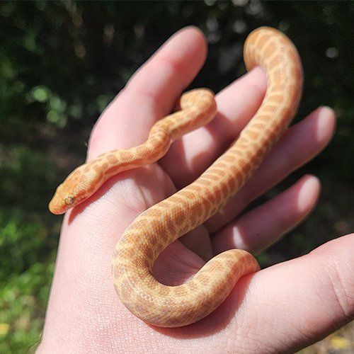 T+ albino Ray/SR line male