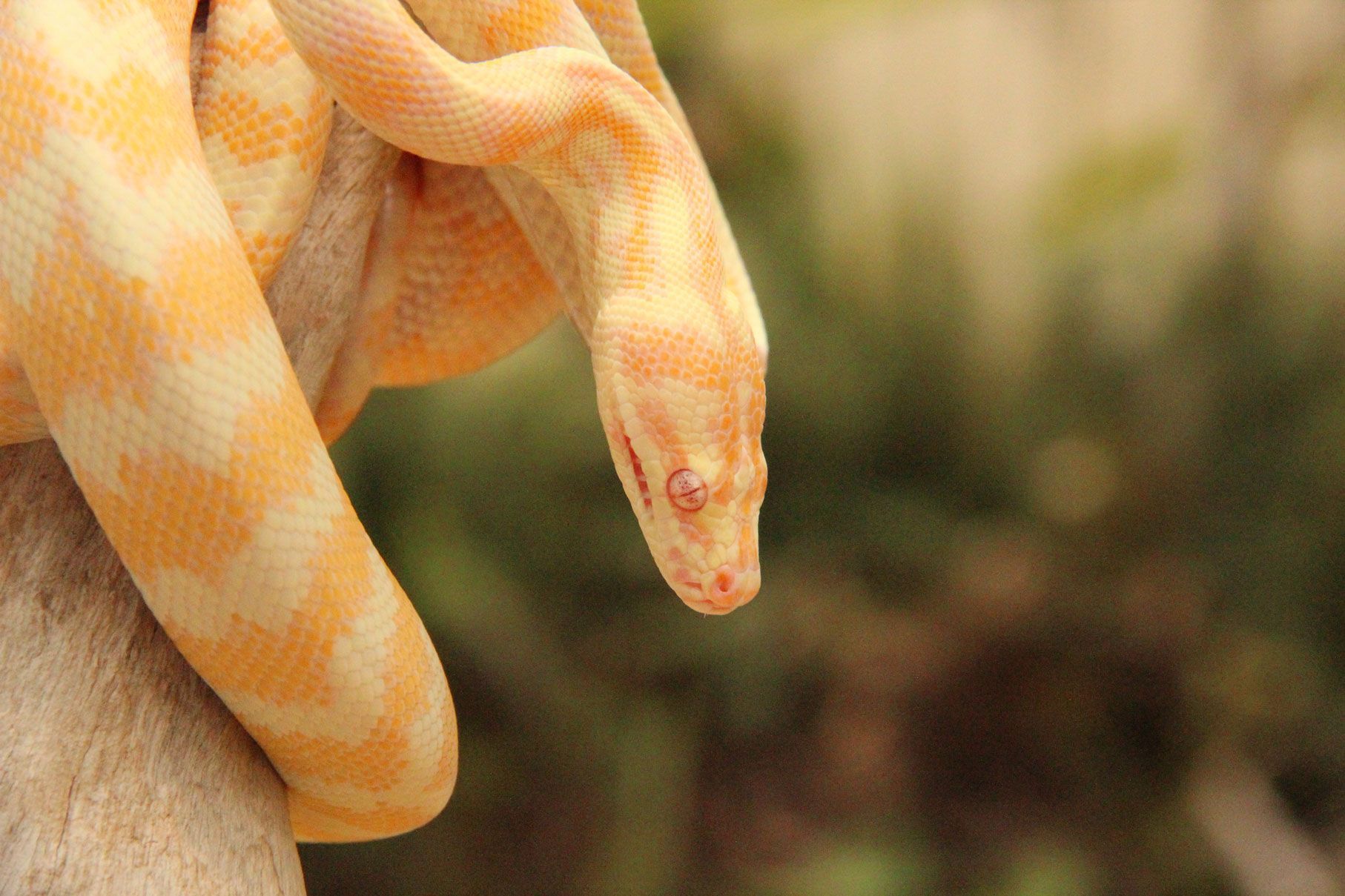 Reduced pattern high yellow tiger Jungle python