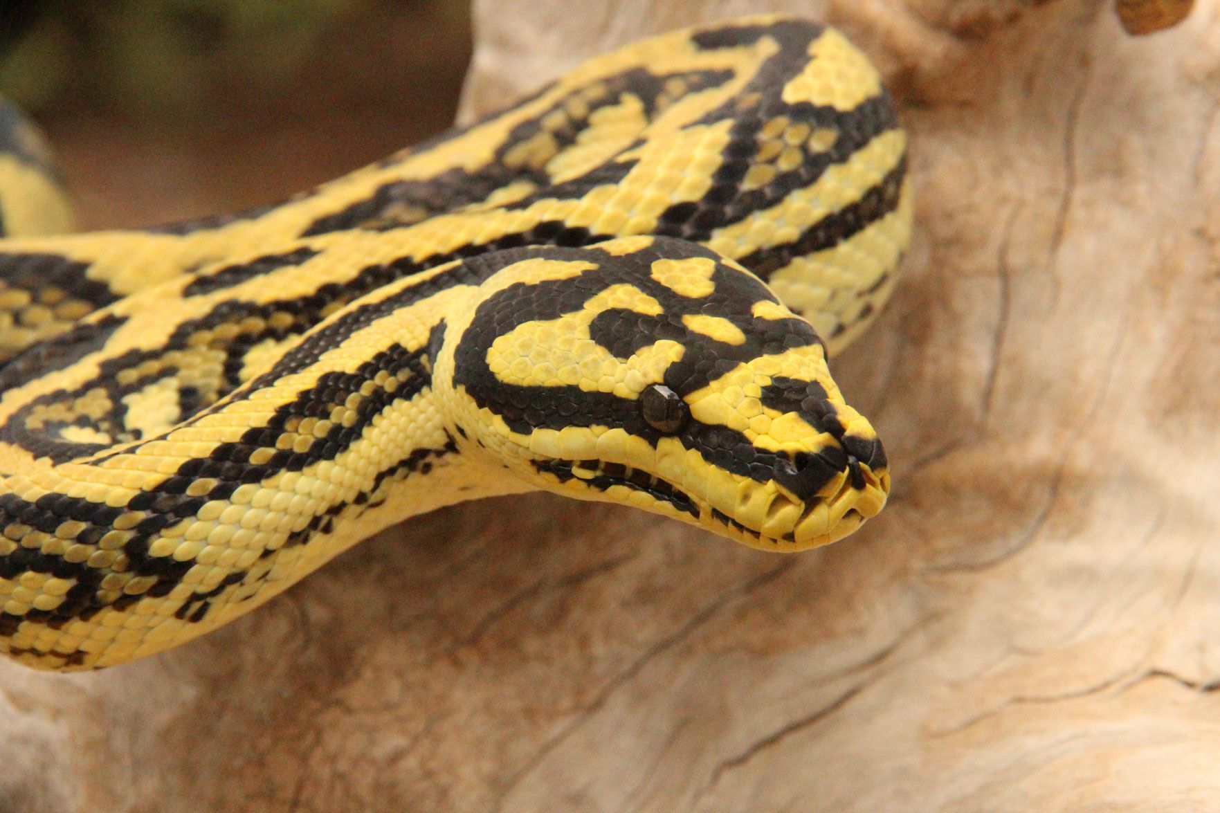 Reduced pattern high yellow tiger Jungle python