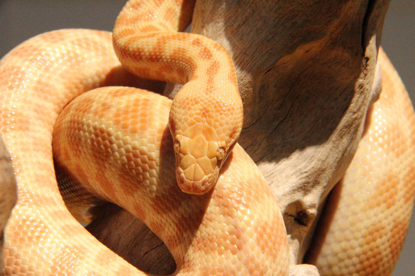 T+ albino Ray/SR line female