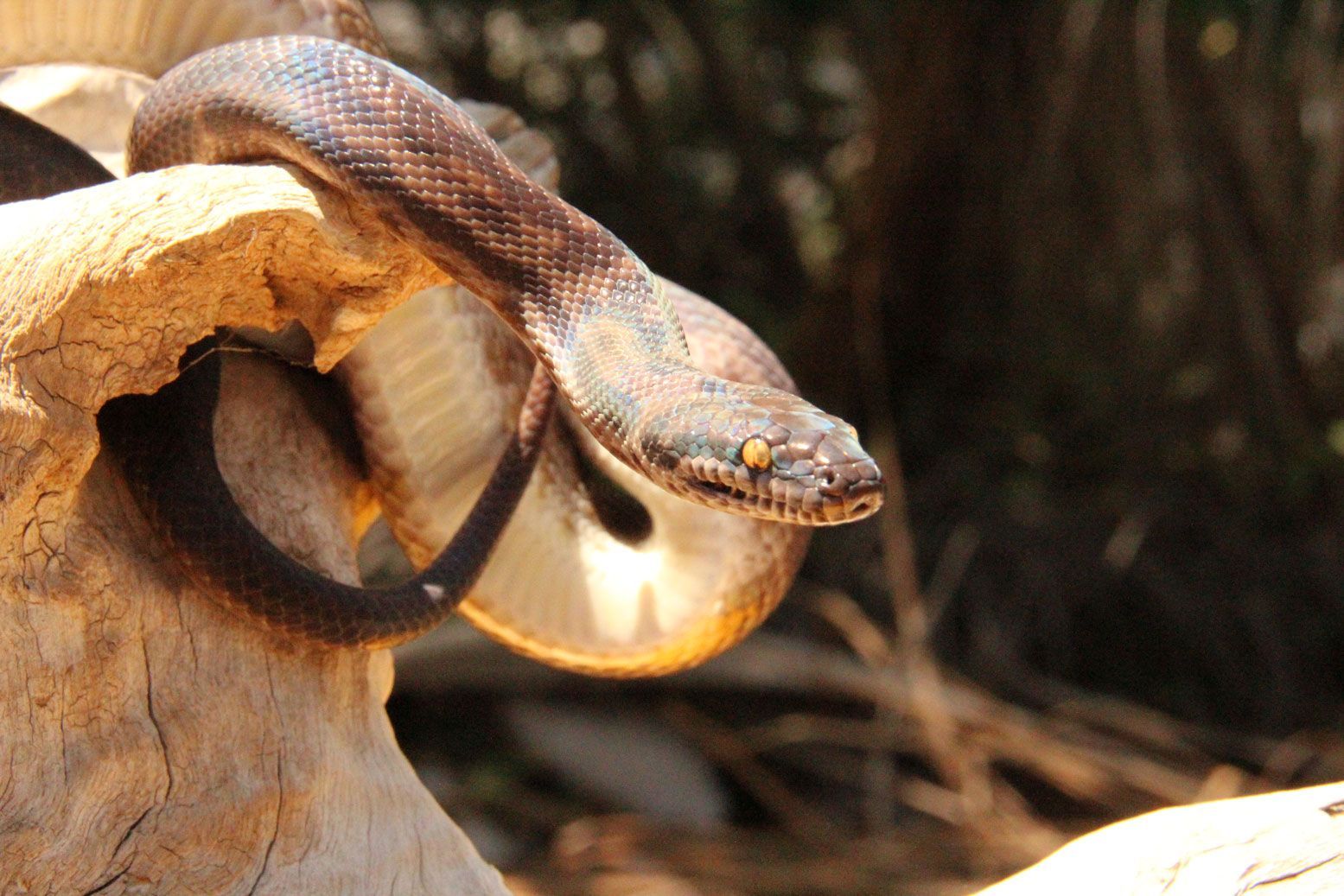 Thor Spotted Python Leopard