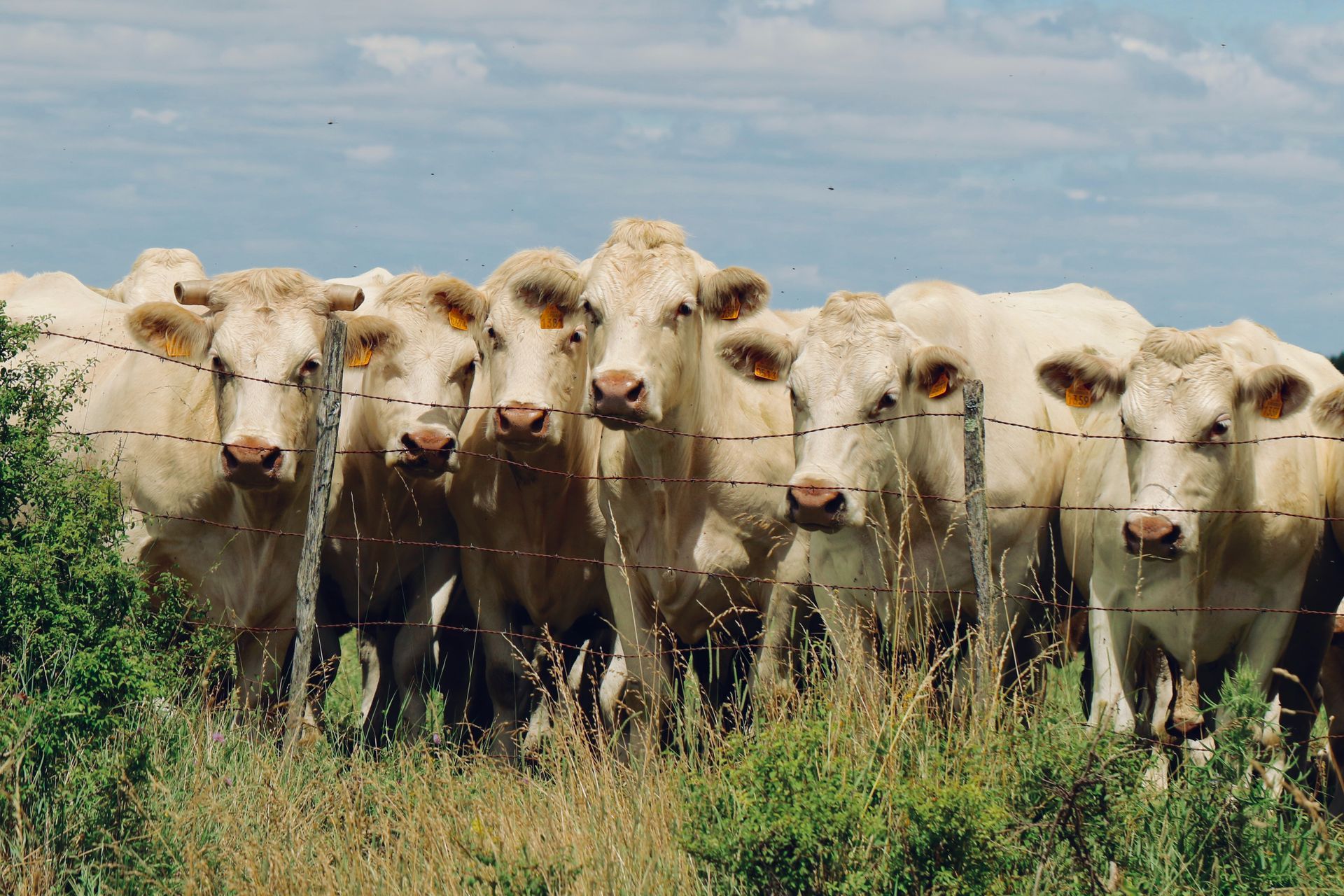 Water is needed to ensure agricultural production
