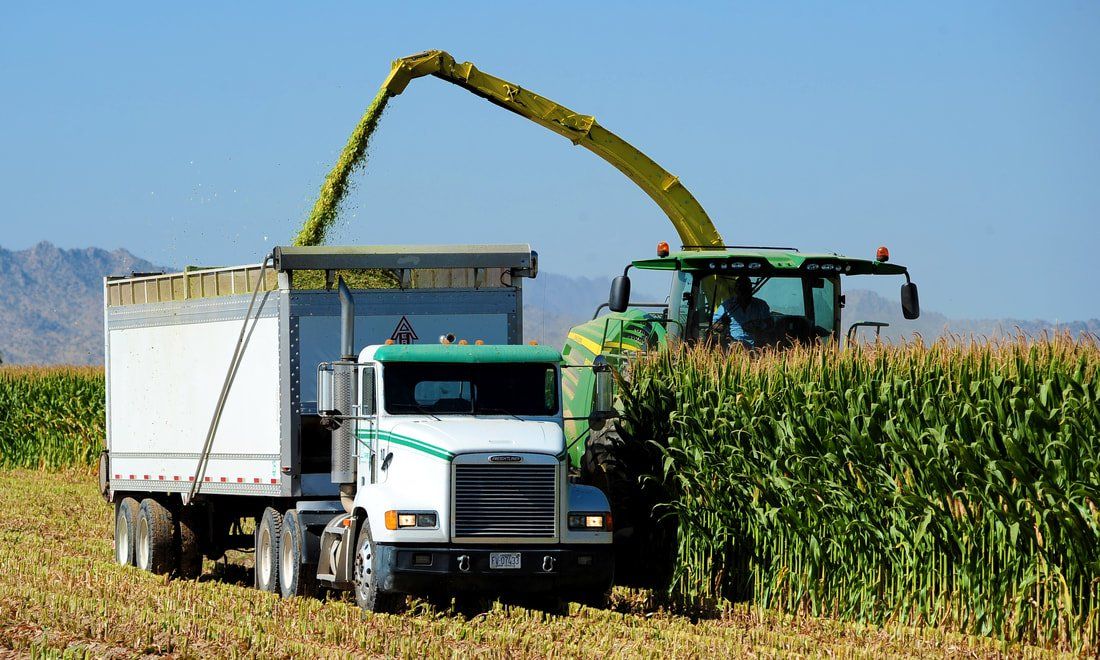 A truck is being loaded with corn by a tractor.