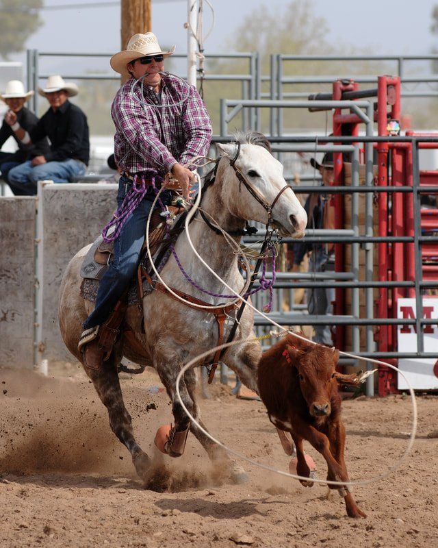 A man is riding a horse and roping a calf