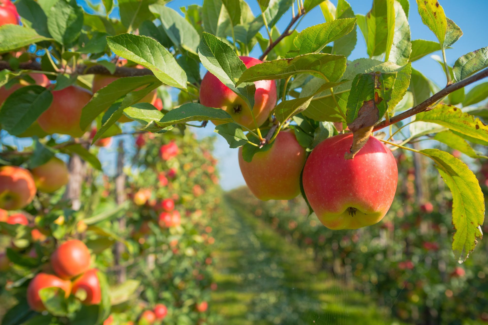 Red apples hanging from tree branches in an orchard, rows of trees in the background, blue sky.