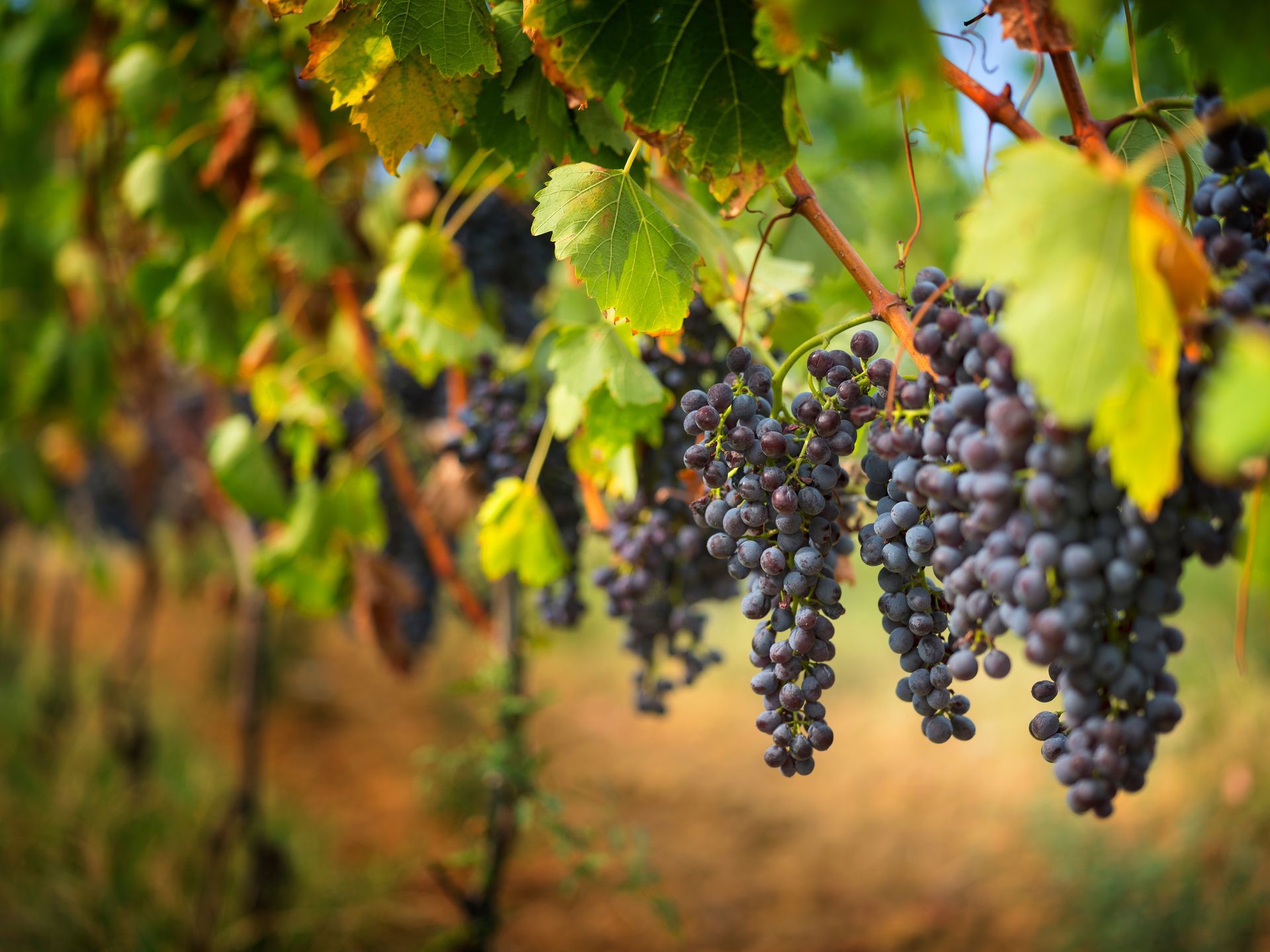 grape orchard