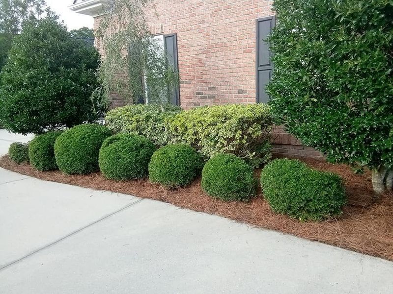 Brick house with trimmed green shrubs along a concrete driveway