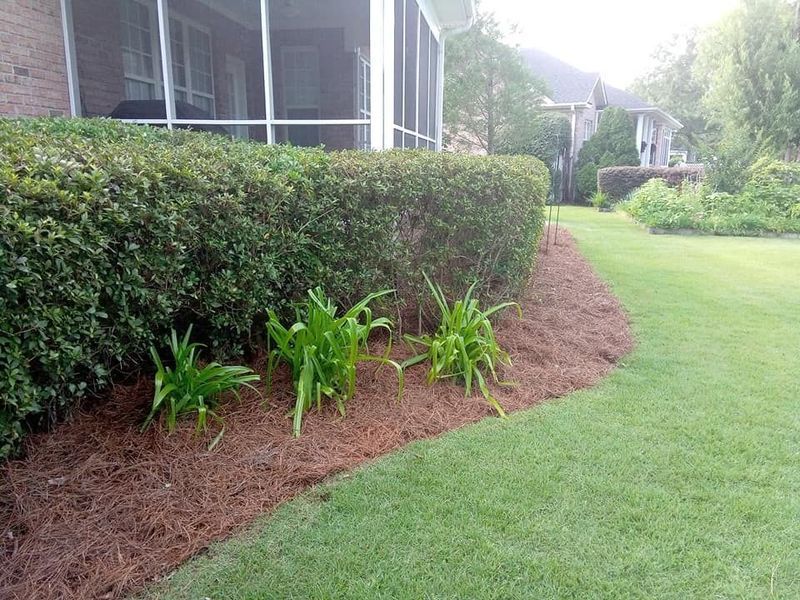 Landscaped yard with trimmed hedge, mulch bed, and green lawn beside a screened porch