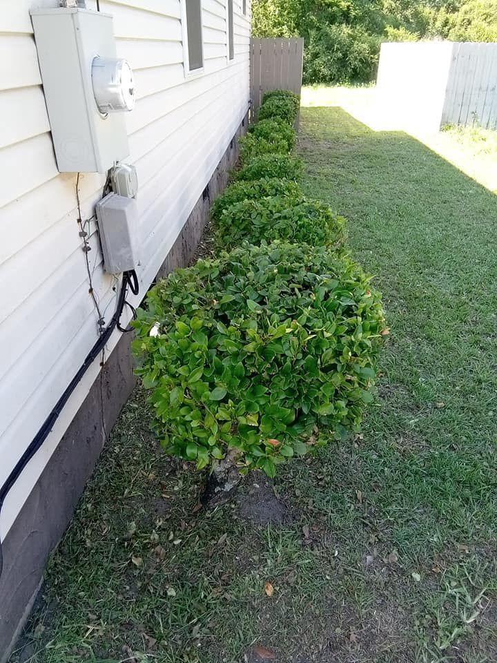 Side yard along a house with neatly trimmed green bushes and a grassy strip in sunlight.