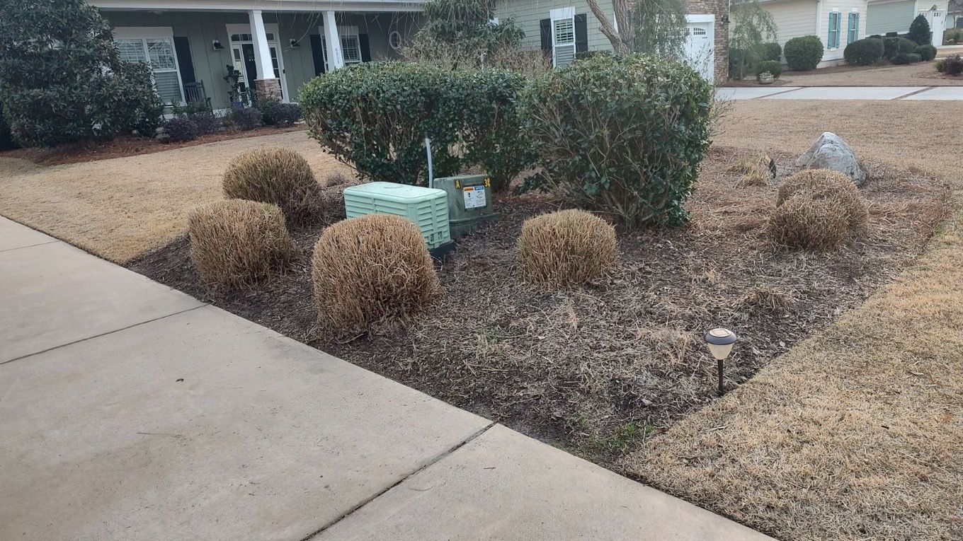 Front yard with trimmed shrubs, straw-covered plants, and a green utility box beside a sidewalk.