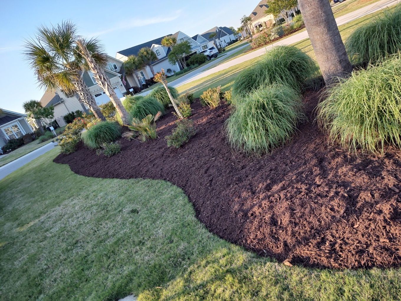 Mulched landscaped garden bed with ornamental grasses and palm trees beside a suburban sidewalk