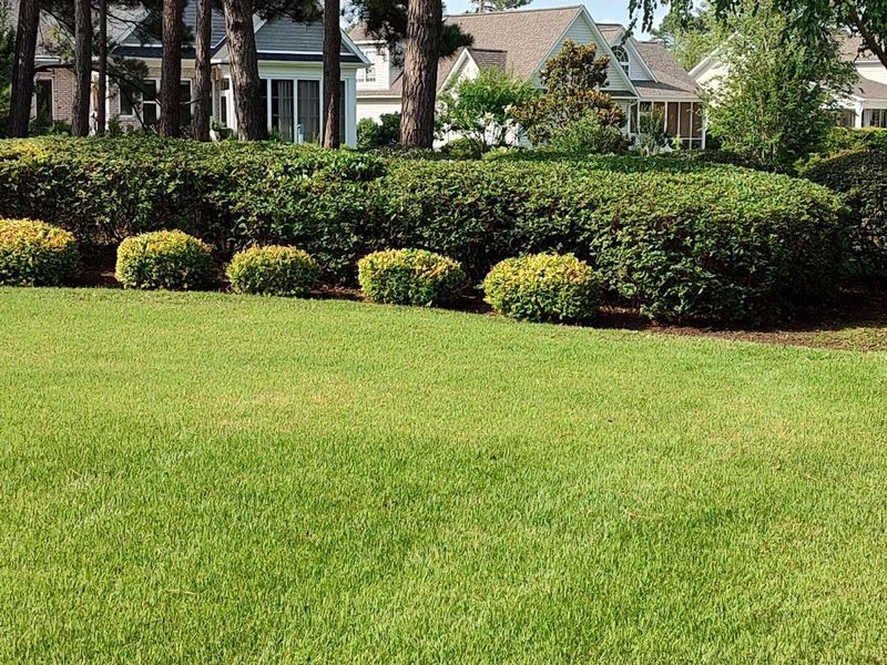 Landscaped lawn with trimmed hedges and suburban houses in the background